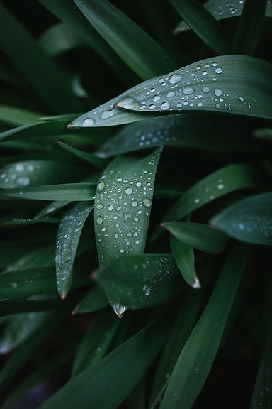 Green plant leaf with water drops Shamanism healing simplicity