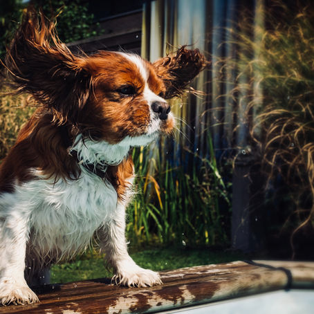 Dog breeds that get along with cats and dog breeds that don't!