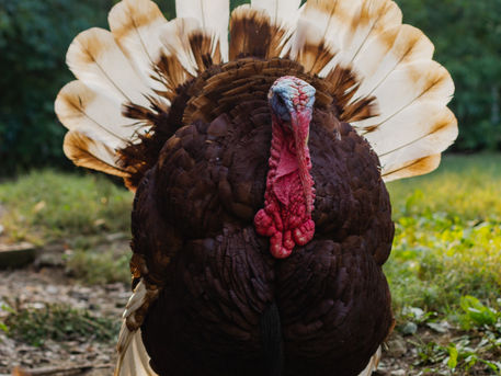Cold-Turkey: Mission Questions #3