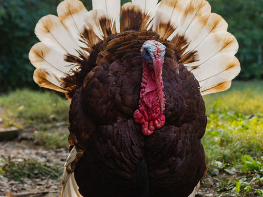 Thanksgiving And Such (Nov 28+)