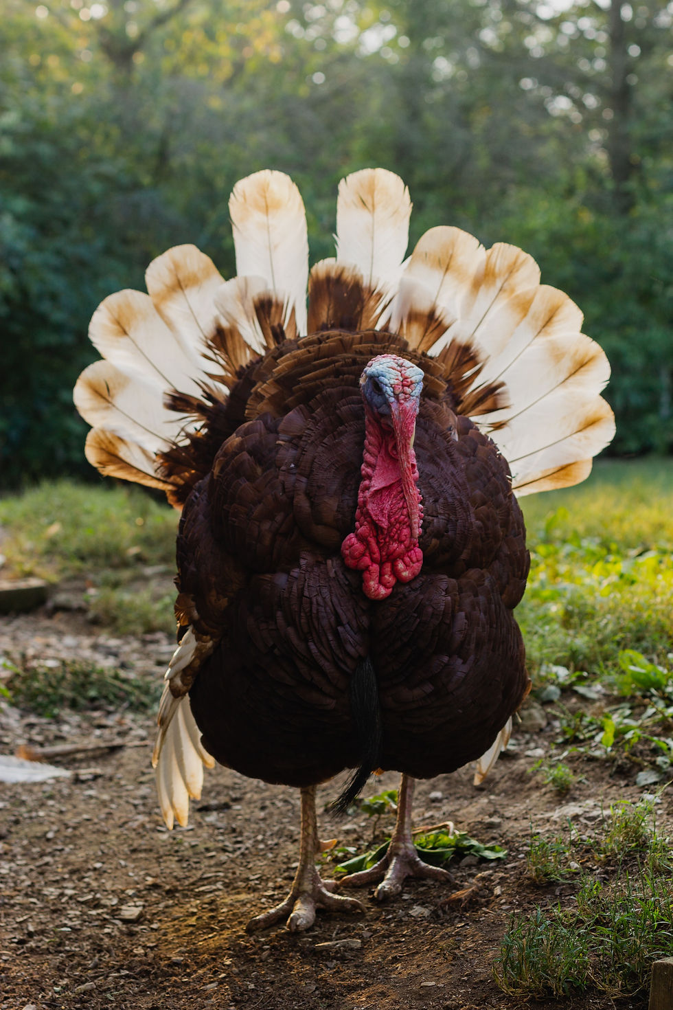 Gobble, Gobble Storytime!