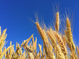 ANVISA anuncia novas regras para rotulagem de alimentos integrais