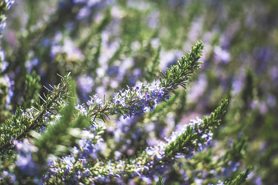 Image by Markus Spiske