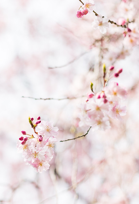 Image by Masaaki Komori