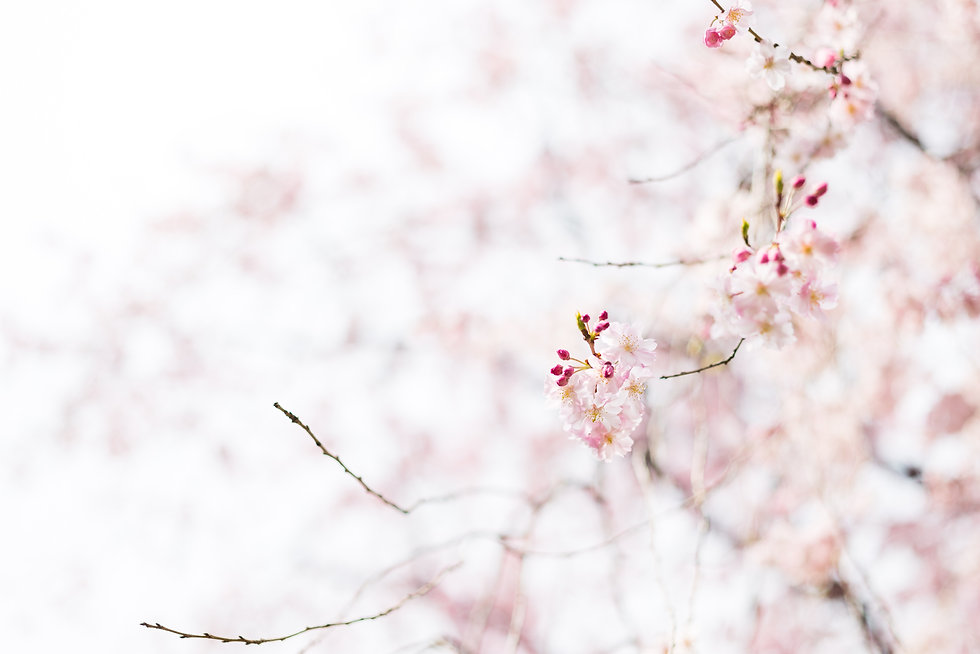 Image by Masaaki Komori