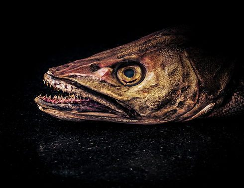 Image by Jez Timms