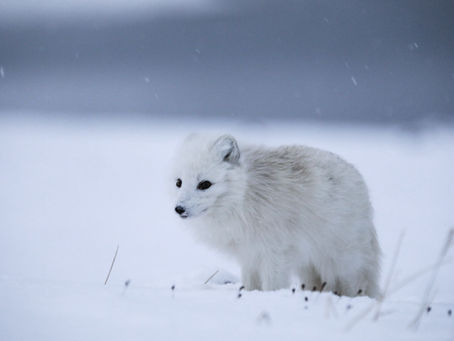 In search of a winter Home.