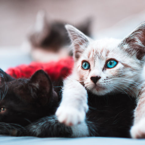 Kitten Season is Here! Learn How You Can Help