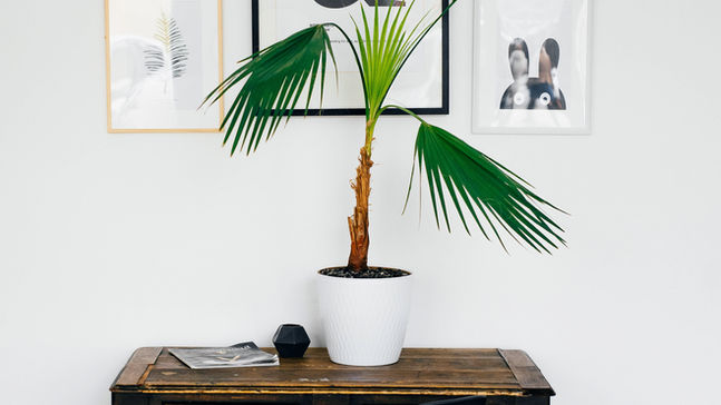 19 Gift Ideas for Plant Lovers