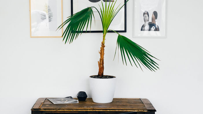 19 Gift Ideas for Plant Lovers