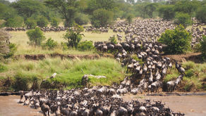 Wildebeest in River Crossing
