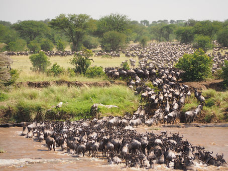 The Great Wildebeest Migration UPDATE - 11 August 2022