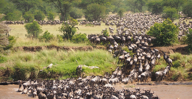 Wildebeest migration herds crossing the Mara River with dramatic predator action during peak season in Serengeti 3 day Serengeti safari from Zanzibar