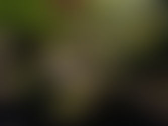 Drewniana ławka w zacienionym zakątku ogrodu otoczona kamiennym murem, bujną zielenią i kwitnącymi roślinami.
