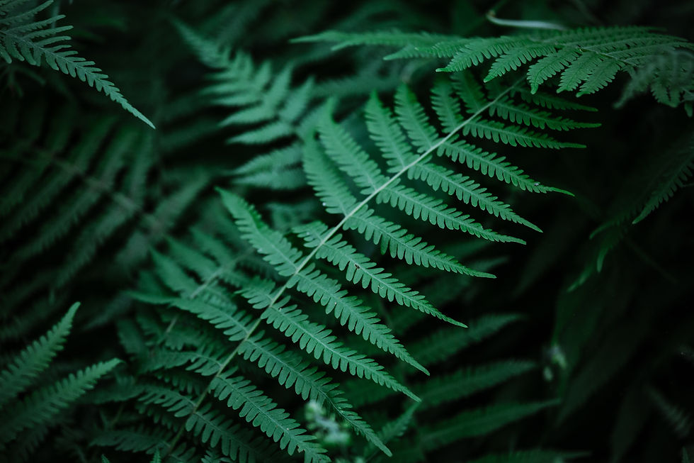 Ferns