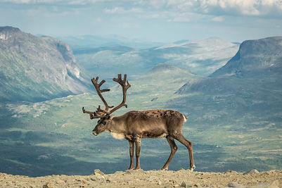 Image by Sébastien Goldberg