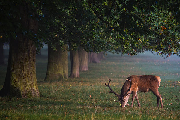 Image by Diana Parkhouse