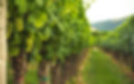 Rows of green grapes on vines in a vineyard