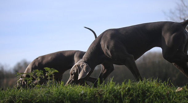 two dogs sniffing nose work in field