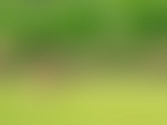 How and When to Feed your Lawn in Australia