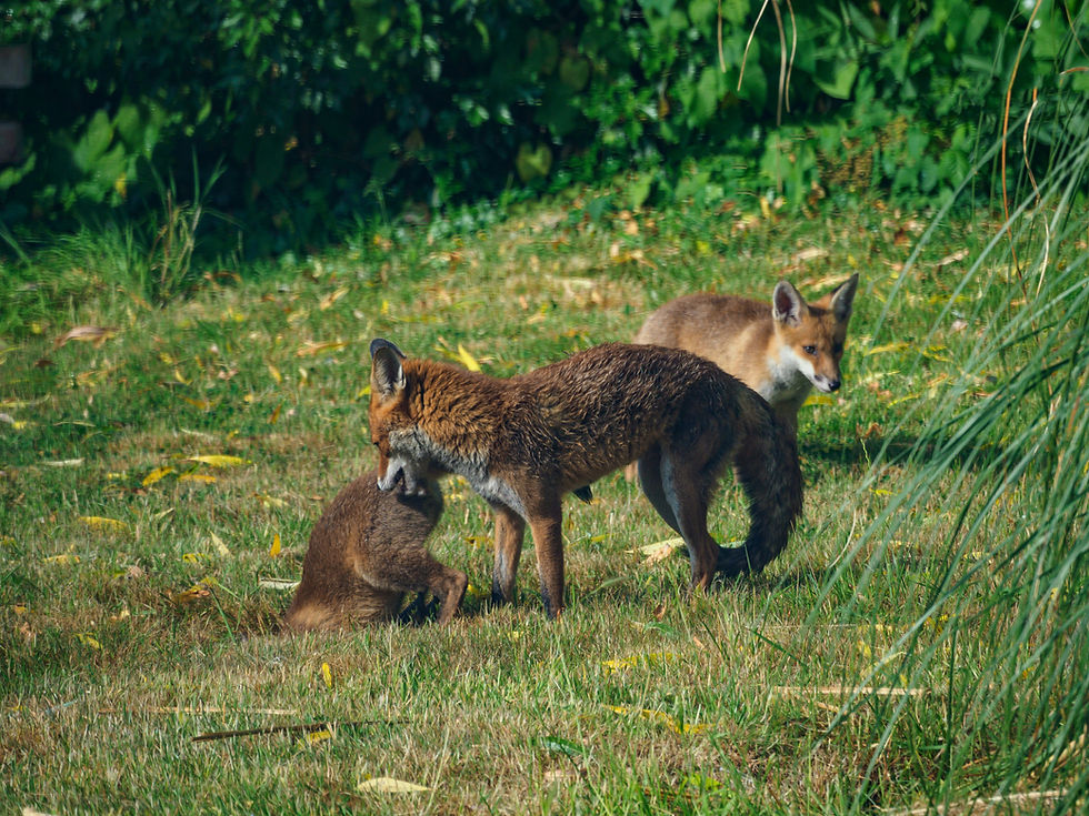 Foxes in a field