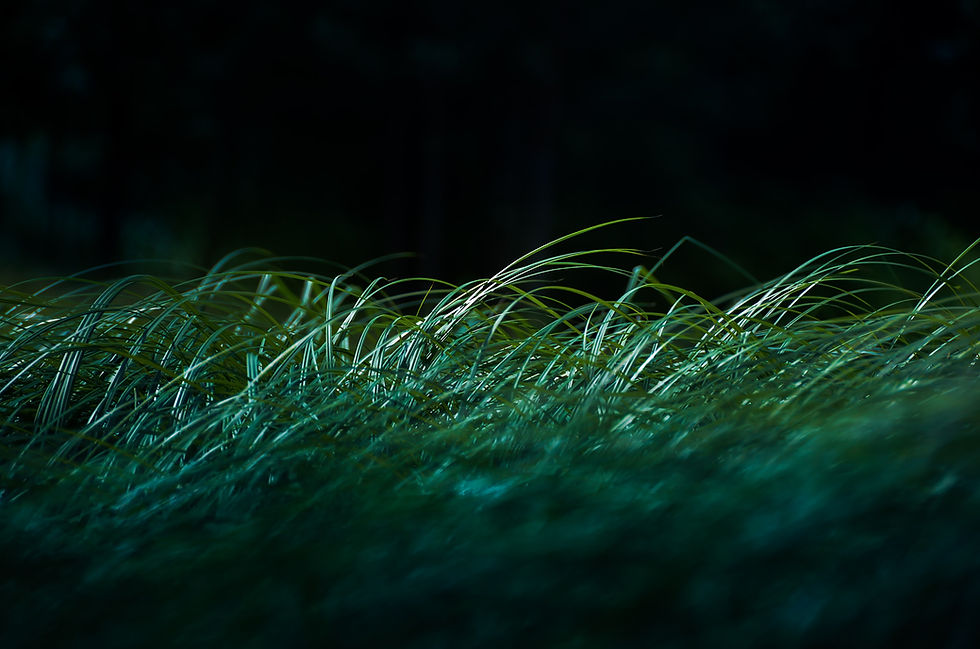 Image by Danylo Suprun