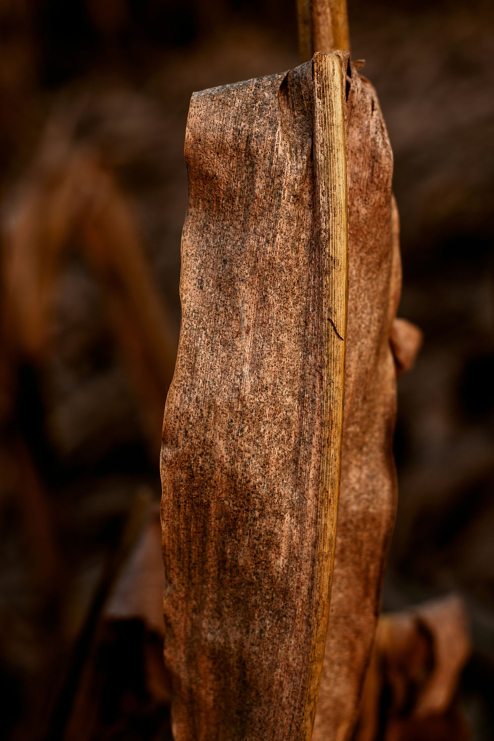 Agarwood Piece