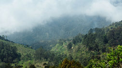 Green forest landscape with rolling hills covered in morning mist.