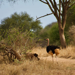 Ostrich scene in Tanzania savannah