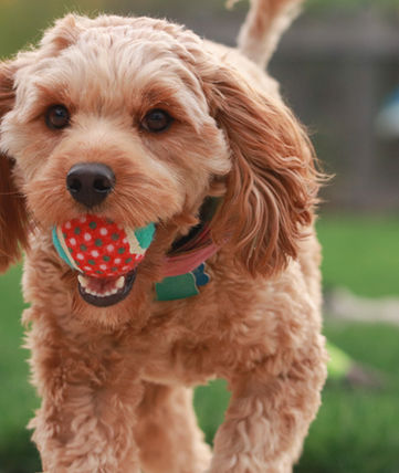 Image by Mia Anderson