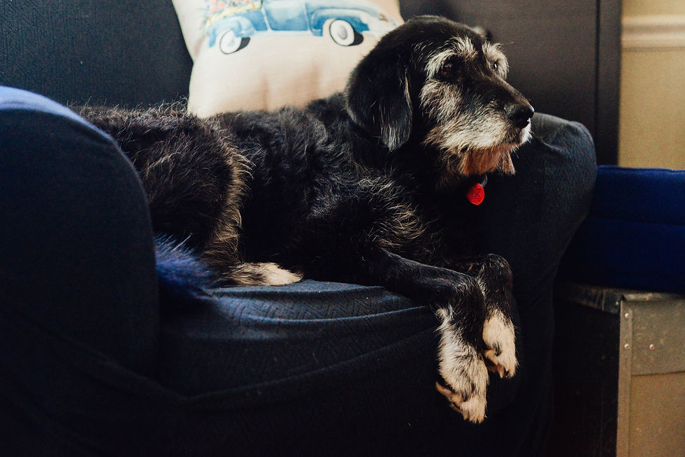 an older black dog