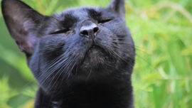 cat sneezing