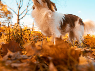 Small dog standing in autumn leaves