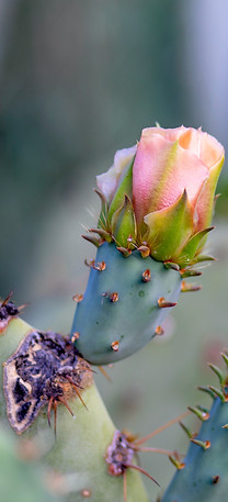 Image by Denisse Leon