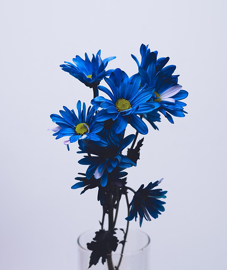 Image by Ryunosuke Kikuno
