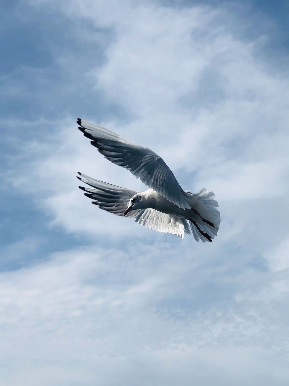Fliegende Taube