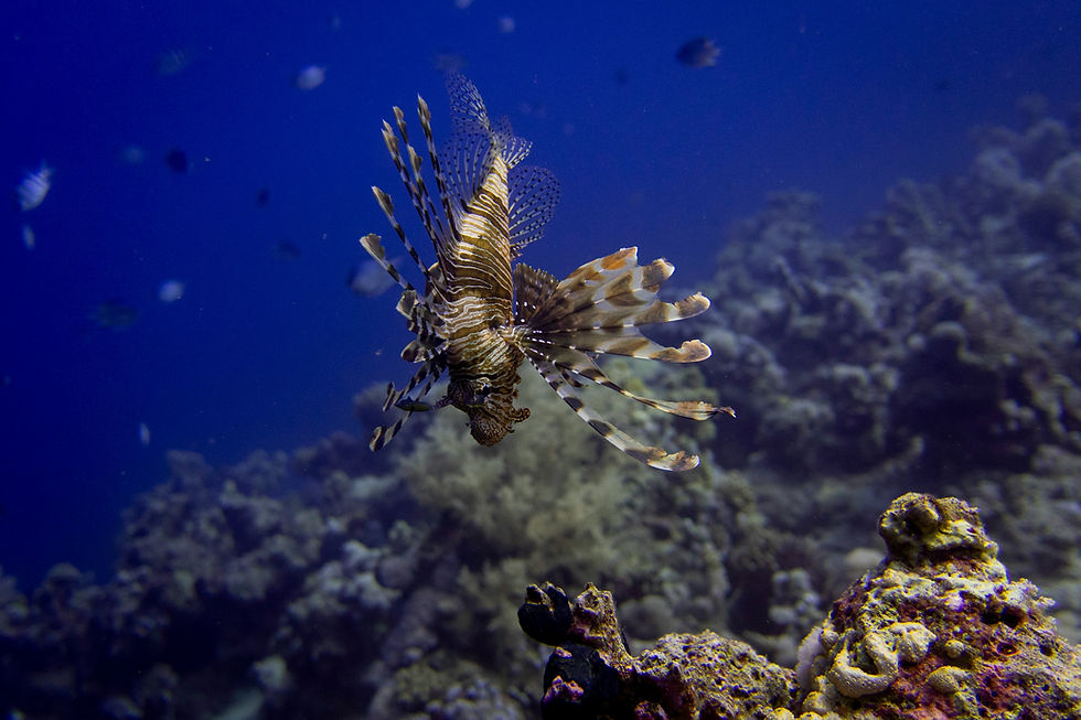 Lionfish are a beautiful but highly invasive species in Roatan. While spearfishing is generally illegal in the Roatan Marine Park, hunting invasive lionfish is highly encouraged to protect the reef.