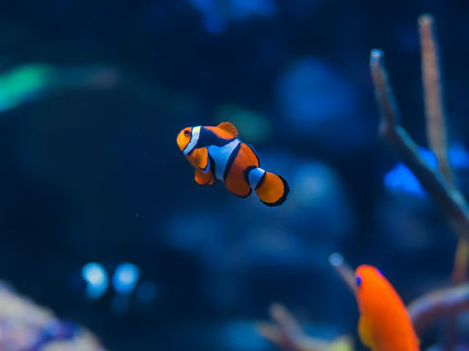 Wie finden wir Nemo? – Unfertige Gedanken zum aktuellen christlichen Kulturkampf beim Eurovision Song Contest