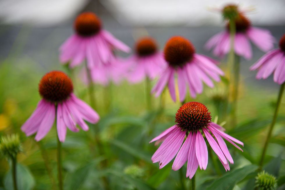 pink coneflower in the garden