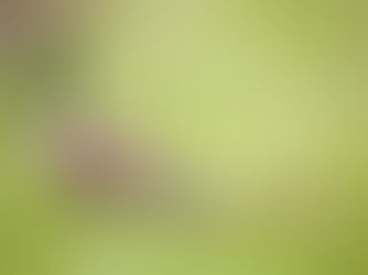 5月のこうえん Park in May