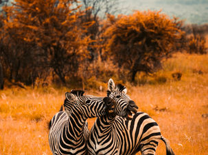 Đối mặt với căng thẳng: Động vật "xả stress" như thế nào?