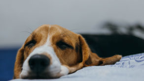 Beagle dog feeling sick screwworms