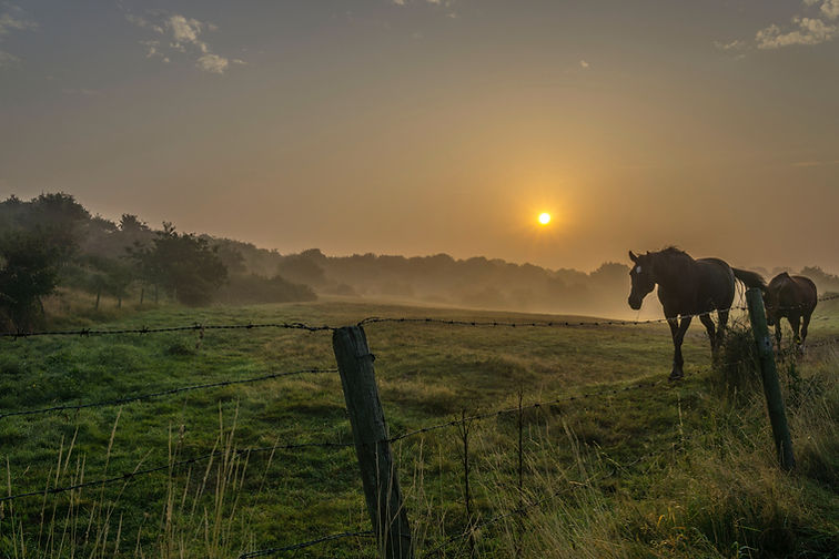 Image by Stefan Widua