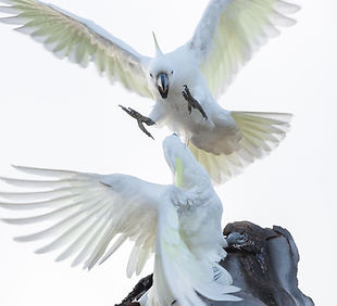 Image de Photoholgic