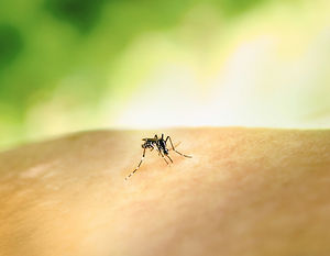 Image by National Institute of Allergy and Infectious Diseases