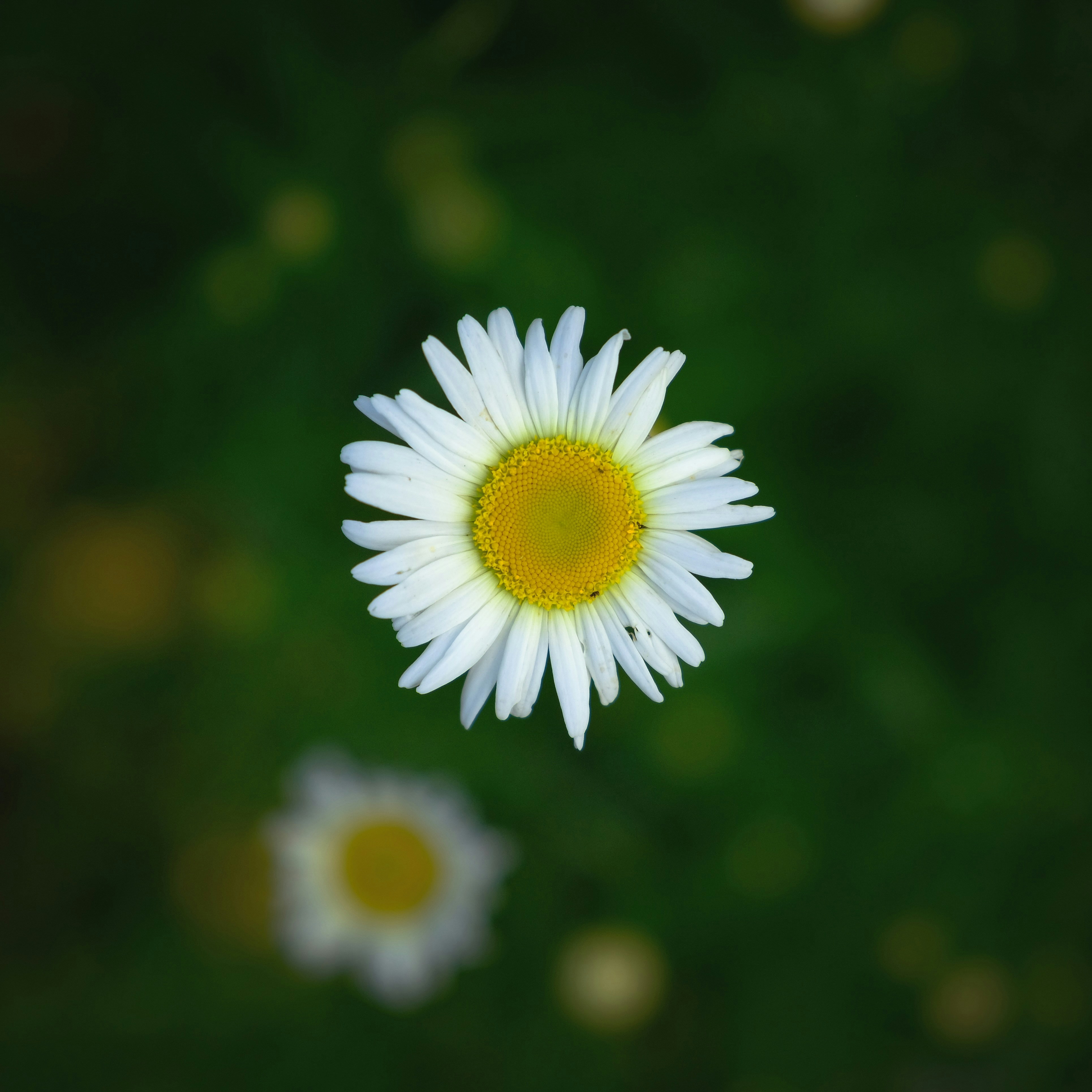 Nature profile picture