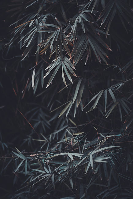 Image by Vishal Banik