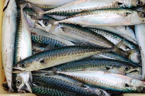 Fresh Caught Mackeral