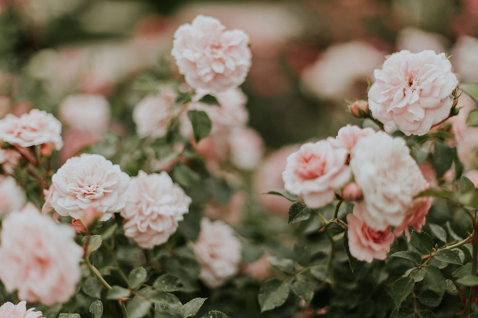Image by Daiga Ellaby