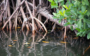 Image de Florida-Guidebook.com
